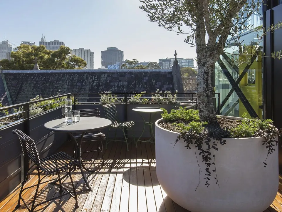 Rooftop garden terrace with olive trees and Sydney skyline