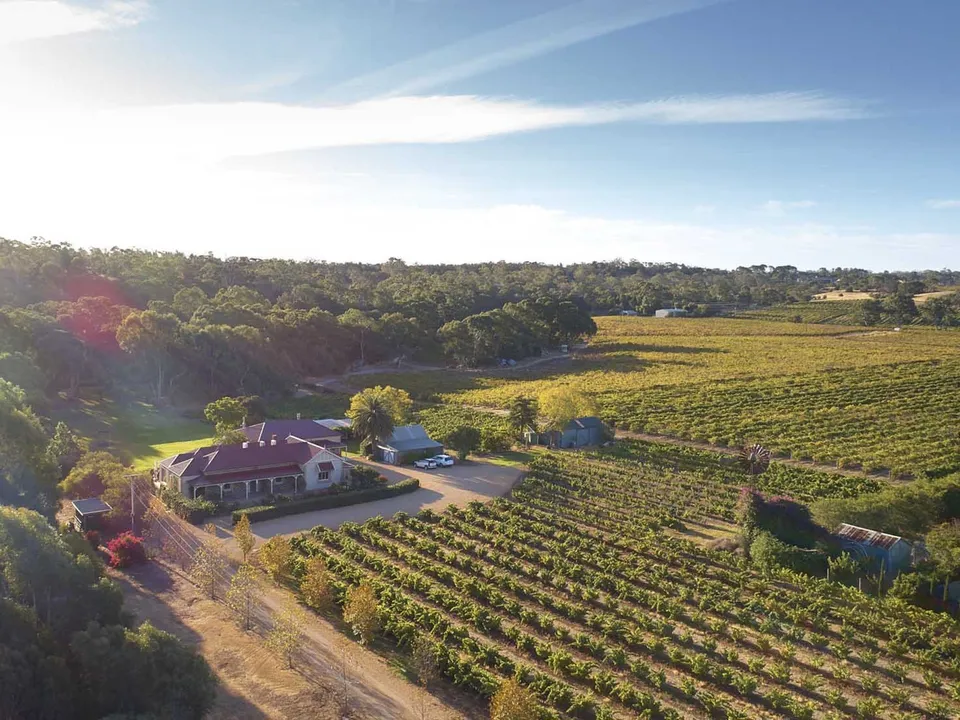 Vineyard views across the Barossa Valley